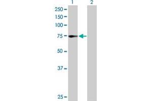 Western Blot analysis of ZNF133 expression in transfected 293T cell line by ZNF133 MaxPab polyclonal antibody. (ZNF133 抗体  (AA 1-653))