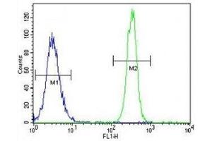 eNos antibody flow cytometric analysis of K562 cells (right histogram) compared to a negative control (left histogram).