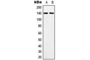 Western blot analysis of MOV10L1 expression in HeLa (A), NIH3T3 (B) whole cell lysates. (MOV10L1 抗体  (Center))