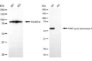 Western blotting analysis using FKBP prolyl isomerase 4 antibody (ABIN7800928). (Recombinant FKBP Prolyl Isomerase 4 抗体)
