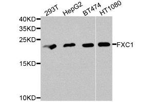 Western blot analysis of extracts of various cell lines, using TIMM10B antibody (ABIN5974609) at 1/1000 dilution. (TIMM10B 抗体)