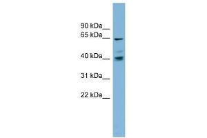 TM9SF4 antibody used at 1 ug/ml to detect target protein. (TM9SF4 抗体  (N-Term))