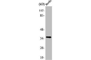 Western Blot analysis of HuvEc cells using AQP5 Polyclonal Antibody (Aquaporin 5 抗体  (C-Term))