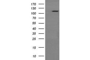 Image no. 2 for anti-RAS P21 Protein Activator (GTPase Activating Protein) 1 (RASA1) antibody (ABIN1500606) (RASA1 抗体)
