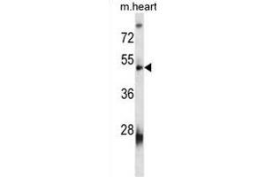 VSIG8 Antibody (C-term)(Ascites) ABIN1539979 western blot analysis in mouse heart tissue lysates (35 μg/lane). (VSIG8 抗体  (C-Term))