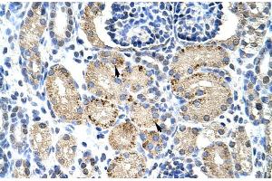 Rabbit Anti-ELL Antibody Catalog Number: ARP30105 Paraffin Embedded Tissue: Human Kidney Cellular Data: Epithelial cells of renal tubule Antibody Concentration: 4. (ELL 抗体  (C-Term))