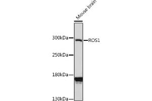 Western blot analysis of extracts of mouse brain, using ROS1 antibody (ABIN7265974) at 1:1000 dilution. (ROS1 抗体  (AA 2100-2200))