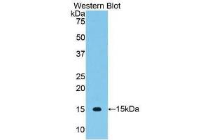 Western Blotting (WB) image for anti-Vascular Endothelial Growth Factor C (VEGFC) (AA 108-223) antibody (ABIN3209175) (VEGFC 抗体  (AA 108-223))