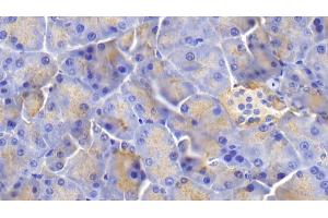 Detection of Slit3 in Mouse Pancreas Tissue using Polyclonal Antibody to Slit Homolog 3 (Slit3)