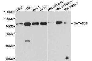 Western blot analysis of extract of various cells, using GATAD2B antibody. (GATAD2B 抗体)