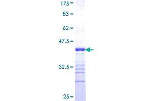 Image no. 1 for COP9 Signalosome Complex Subunit 3 (COPS3) (AA 324-422) protein (GST tag) (ABIN1350057) (COPS3 Protein (AA 324-422) (GST tag))