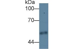 Detection antibody from the kit in WB with Positive Control:  Sample Human urine. (CPE ELISA 试剂盒)