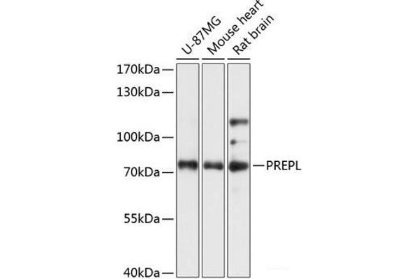PREPL 抗体