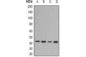 Western blot analysis of NDRG1 expression in Hela (A), SW480 (B), mouse kidney (C), mouse brain (D) whole cell lysates. (NDRG1 抗体)