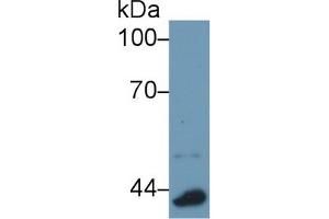 Western Blot; Sample: Mouse Lung lysate; Primary Ab: 1µg/ml Rabbit Anti-Mouse APOA4 Antibody Second Ab: 0. (APOA4 抗体  (AA 299-369))