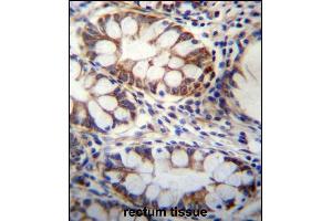 GPSM1 Antibody (Center) (ABIN656666 and ABIN2845906) immunohistochemistry analysis in formalin fixed and paraffin embedded human rectum tissue followed by peroxidase conjugation of the secondary antibody and DAB staining. (GPSM1 抗体  (AA 439-468))