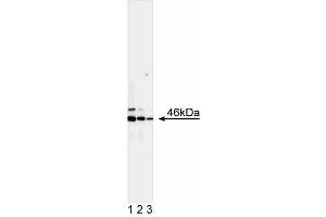 Western blot analysis of JNK1. (JNK 抗体)