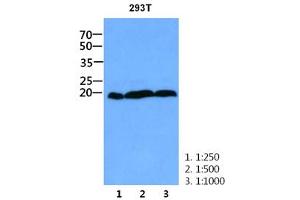 The cell lysate of 293T (30ug) were resolved by SDS-PAGE, transferred to PVDF membrane and probed with anti-human CNBP antibody (1:250 - 1:1000). (CNBP 抗体)