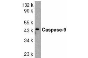 Western blot analysis of caspase-9 in HeLa whole cell lysate with AP30205PU-N caspase-9 antibody at 1/1000 dilution. (Caspase 9 抗体  (Intermediate Domain 1))