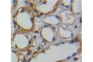 Used in DAB staining on fromalin fixed paraffin-embedded Kidney tissue (CA4 抗体  (AA 19-283))