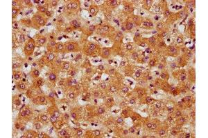 IHC image of ABIN7148683 diluted at 1:500 and staining in paraffin-embedded human liver tissue performed on a Leica BondTM system. (CRTC3 抗体  (AA 373-480))