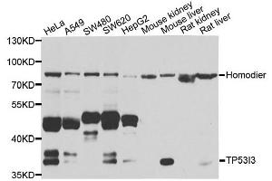 Western blot analysis of extracts of various cell lines, using TP53I3 antibody. (TP53I3 抗体)