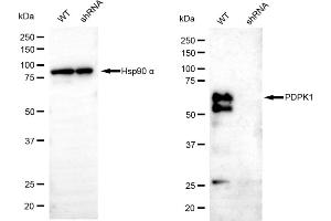 Western blotting analysis using PDPK1 antibody (ABIN7797423).