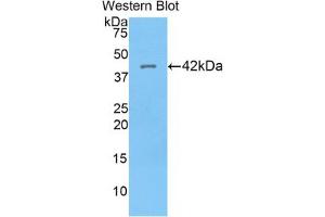 Western blot analysis of recombinant Human HIST1H2AG. (HIST1H2AG 抗体  (AA 1-130))