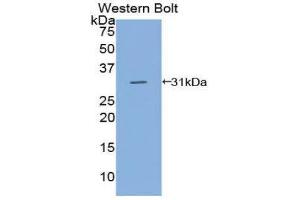 Western Blotting (WB) image for anti-CD109 (CD109) (AA 890-1131) antibody (ABIN1858287) (CD109 抗体  (AA 890-1131))