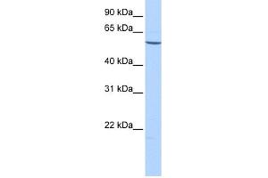 WB Suggested Anti-EMID2 Antibody Titration: 0. (Collagen, Type XXVI, alpha 1 (COL26A1) (C-Term) 抗体)