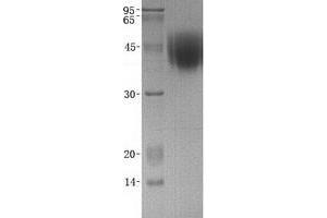 Western Blotting (WB) image for Fc Fragment of IgA, Receptor For (FCAR) (Transcript Variant 1) protein (ABIN2713806)