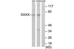 Western blot analysis of extracts from 293 cells/A549 cells, using DAXX Antibody. (DAXX 抗体  (AA 361-410))