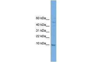 WB Suggested Anti-COX7B Antibody Titration: 0. (COX7B 抗体  (N-Term))