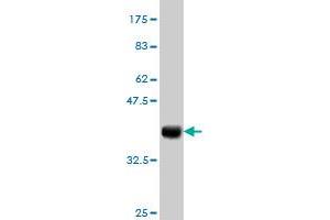 Western Blot detection against Immunogen (36. (RNF217 抗体  (AA 2-100))