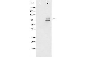 Western blot analysis of Lamin A/C phosphorylation expression in HeLa whole cell lysates,The lane on the left is treated with the antigen-specific peptide. (Lamin A/C 抗体  (pSer392))