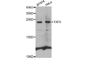 Western blot analysis of extracts of various cell lines, using TAF9 antibody. (TAF9 抗体  (AA 1-172))