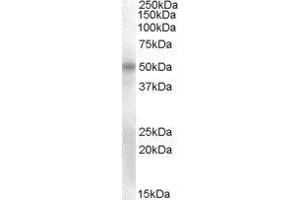 ABIN2564267 (2µg/ml) staining of Human Umbilical Cord lysate (35µg protein in RIPA buffer). (POU3F1 抗体  (Internal Region))
