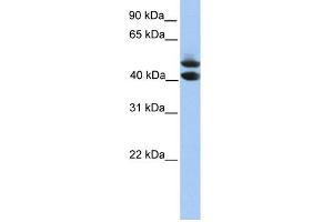 WB Suggested Anti-SOHLH1 Antibody Titration: 0. (SOHLH1 抗体  (C-Term))