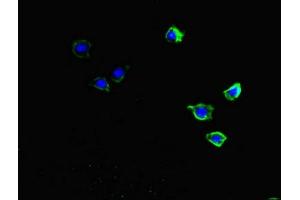 Immunofluorescent analysis of HepG2 cells using ABIN7149360 at dilution of 1:100 and Alexa Fluor 488-congugated AffiniPure Goat Anti-Rabbit IgG(H+L) (CKAP2L 抗体  (AA 246-413))