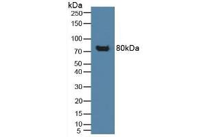 Figure. (CD42b 抗体  (AA 19-291))