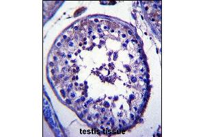 TRIM39 Antibody (Center) (ABIN657389 and ABIN2846430) immunohistochemistry analysis in formalin fixed and paraffin embedded human testis tissue followed by peroxidase conjugation of the secondary antibody and DAB staining. (TRIM39 抗体  (AA 248-277))