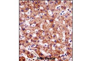 BCL7B Antibody (C-term) ((ABIN1536707 and ABIN2848811))immunohistochemistry analysis in formalin fixed and paraffin embedded human liver tissue followed by peroxidase conjugation of the secondary antibody and DAB staining. (BCL7B 抗体  (C-Term))
