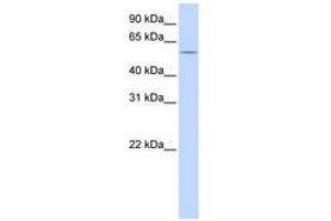 Image no. 1 for anti-HMG Box-Containing Protein 1 (HBP1) (C-Term) antibody (ABIN6740569) (HBP1 抗体  (C-Term))