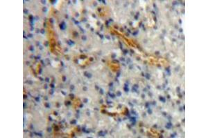 IHC-P analysis of kidney tissue, with DAB staining. (AGR2 抗体  (AA 21-175))