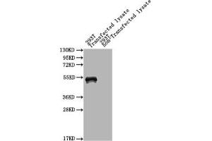 Western Blot Positive WB detected in: mpt64 293T Transfected lysate, 293T non-Transfected lysate All lanes: mpt64 antibody at 1:2000 Secondary Goat polyclonal to rabbit IgG at 1/50000 dilution Predicted band size: 51 kDa Observed band size: 51 kDa (Immunogenic Protein MPT64 (AA 24-228) 抗体)