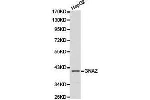 Western Blotting (WB) image for anti-Guanine Nucleotide Binding Protein (G Protein), alpha Z Polypeptide (GNaZ) antibody (ABIN1872846) (GNaZ 抗体)