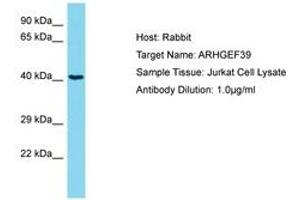 Image no. 1 for anti-Chromosome 9 Open Reading Frame 100 (C9orf100) (AA 172-221) antibody (ABIN6750707)