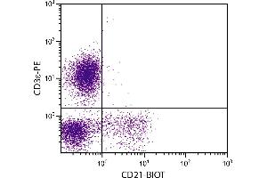 Porcine peripheral blood lymphocytes were stained with Mouse Anti-Porcine CD21-BIOT. (CD21 抗体  (Biotin))