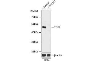 Western blot analysis of extracts from normal (control) and TDP2 knockout (KO) HeLa cells using TDP2 Polyclonal Antibody at dilution of 1:3000. (TDP2 抗体)