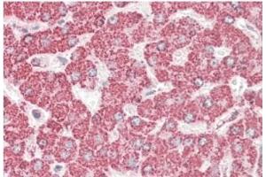 AP21284PU-N ETFB antibody staining of paraffin embedded Human Liver at 3. (ETFB 抗体  (AA 231-243))